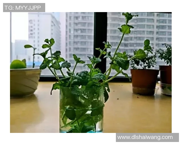 足球蚊子:小小身躯蕴藏的巨大能量与激情的完美结合